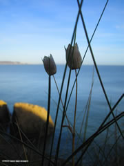 deirdre_maher_ridgway2