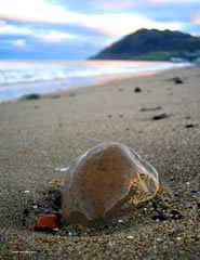 deirdre_maher_ridgway4